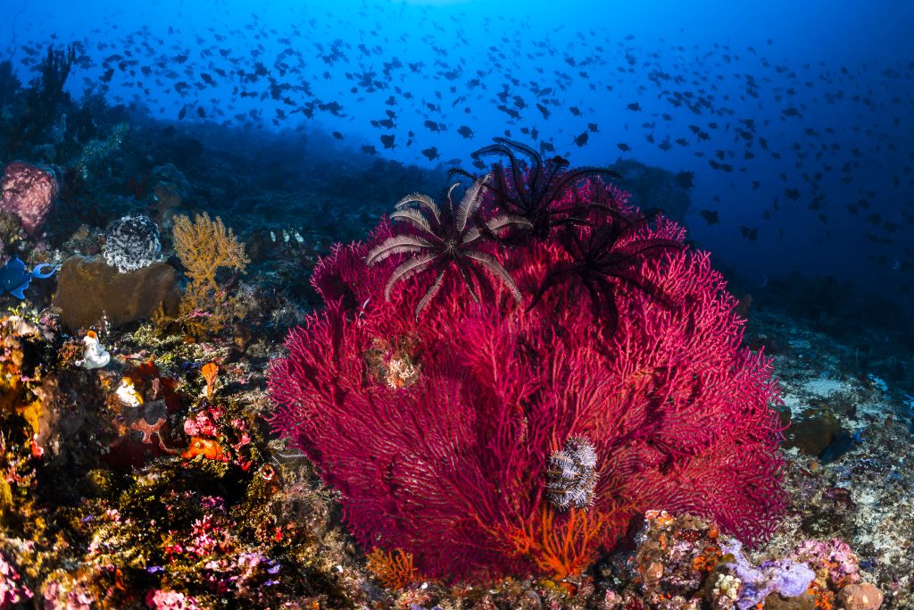 Diverse marine life thriving around a vibrant red coral in Lembeh Strait, with a school of fish in the background