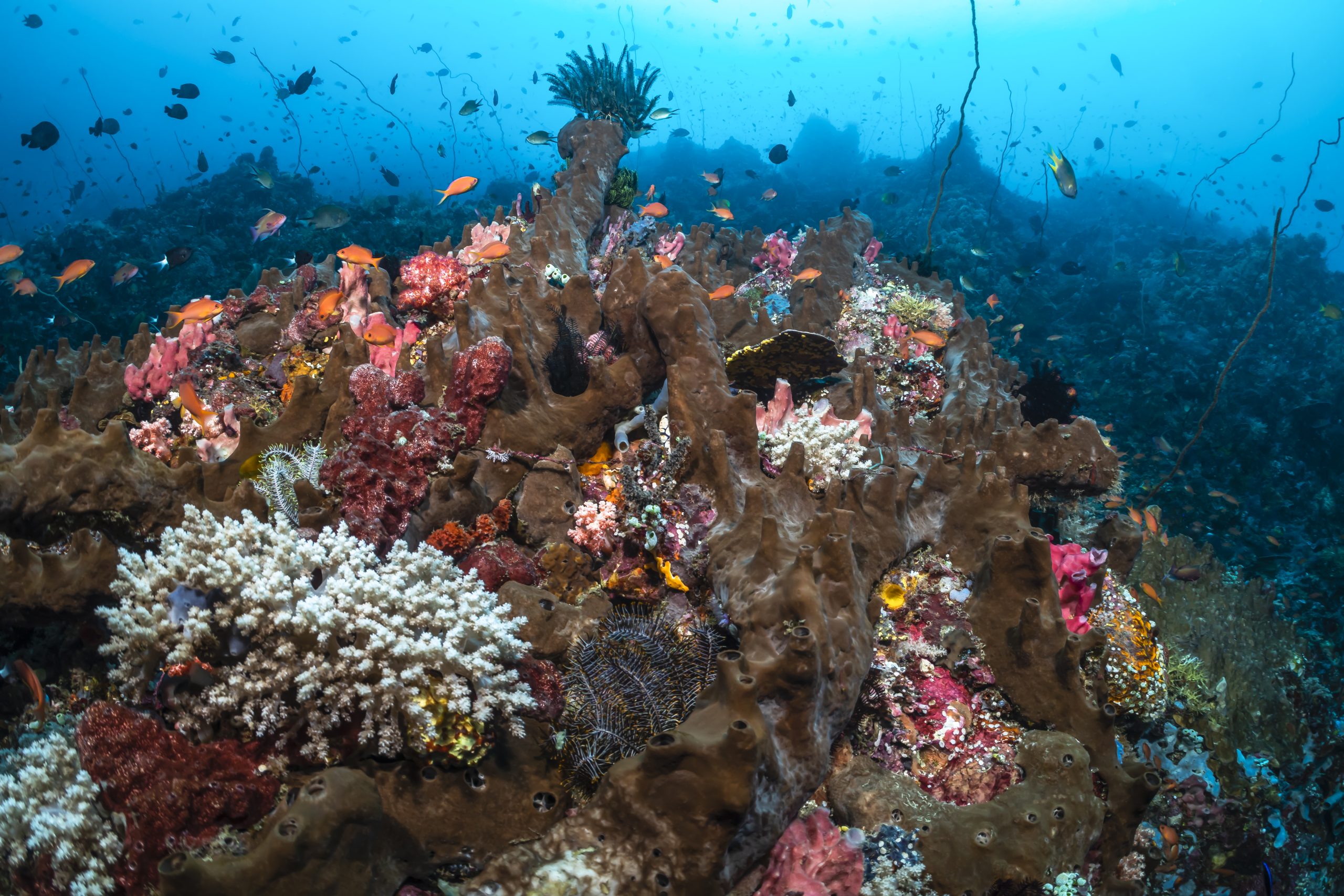Underwater scene of a diverse coral reef with various colorful corals and fish
