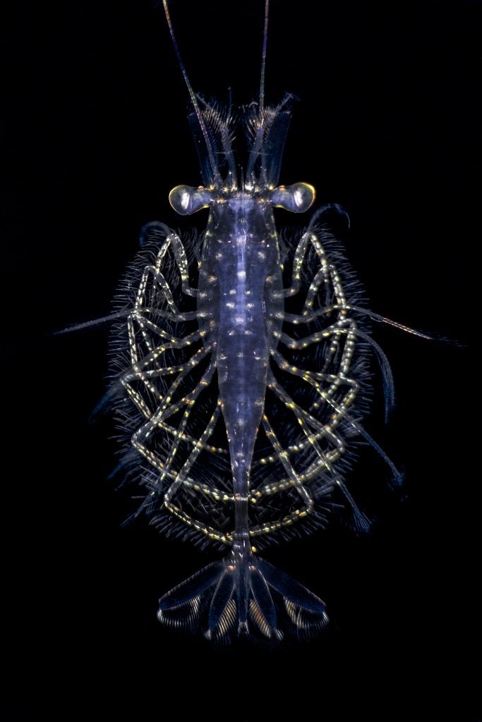 A tiny translucent copepod drifting through the dark water during a blackwater dive.