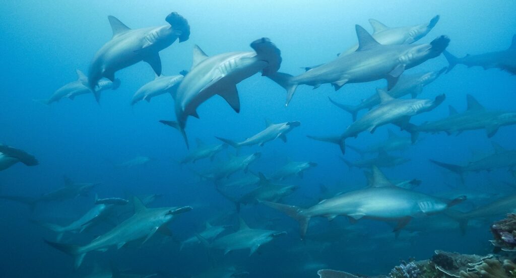 School of Hammerhead Sharks in Banda Sea