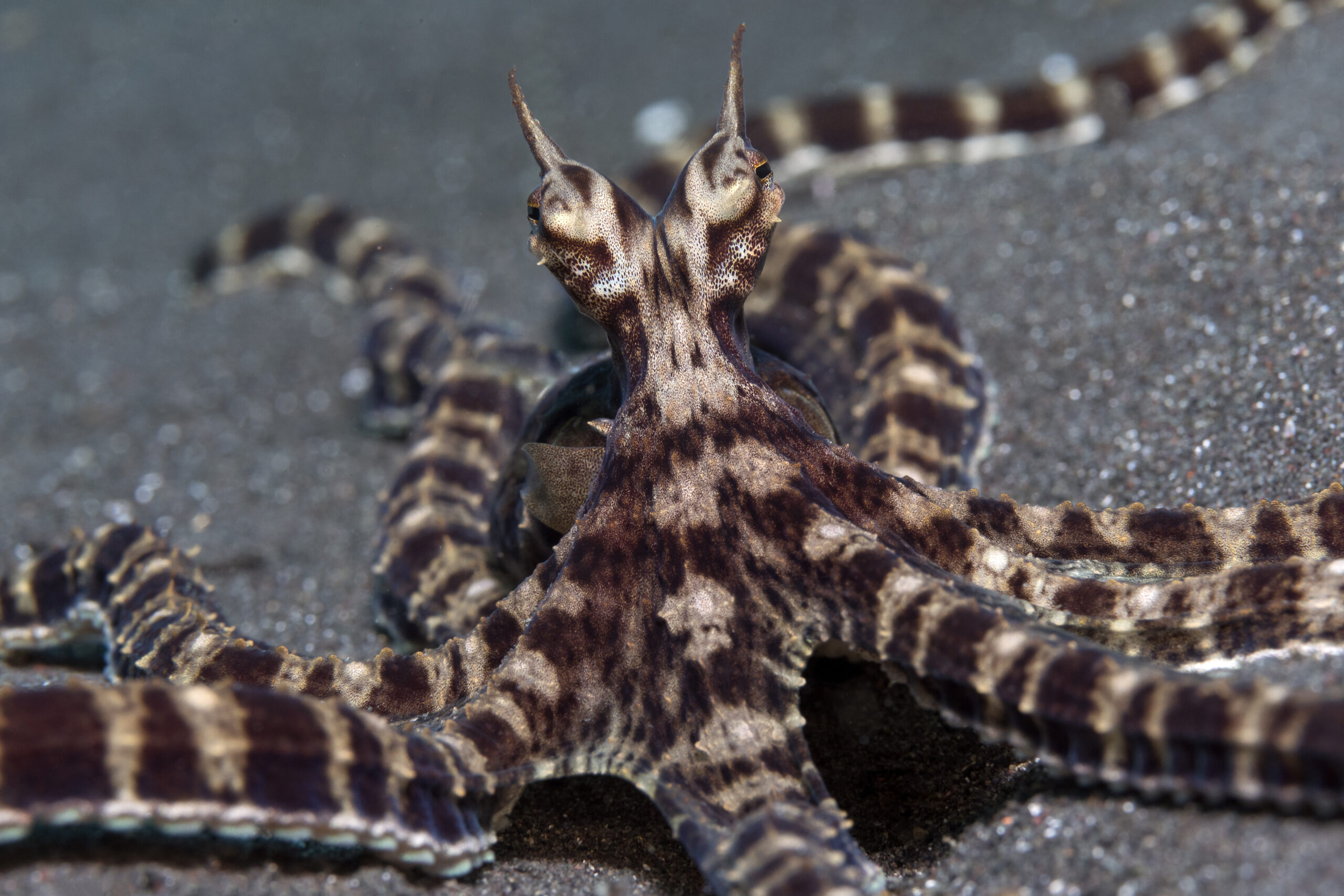 Mimic Octopus, Solitude Lembeh Resort image by Patrick Neumann