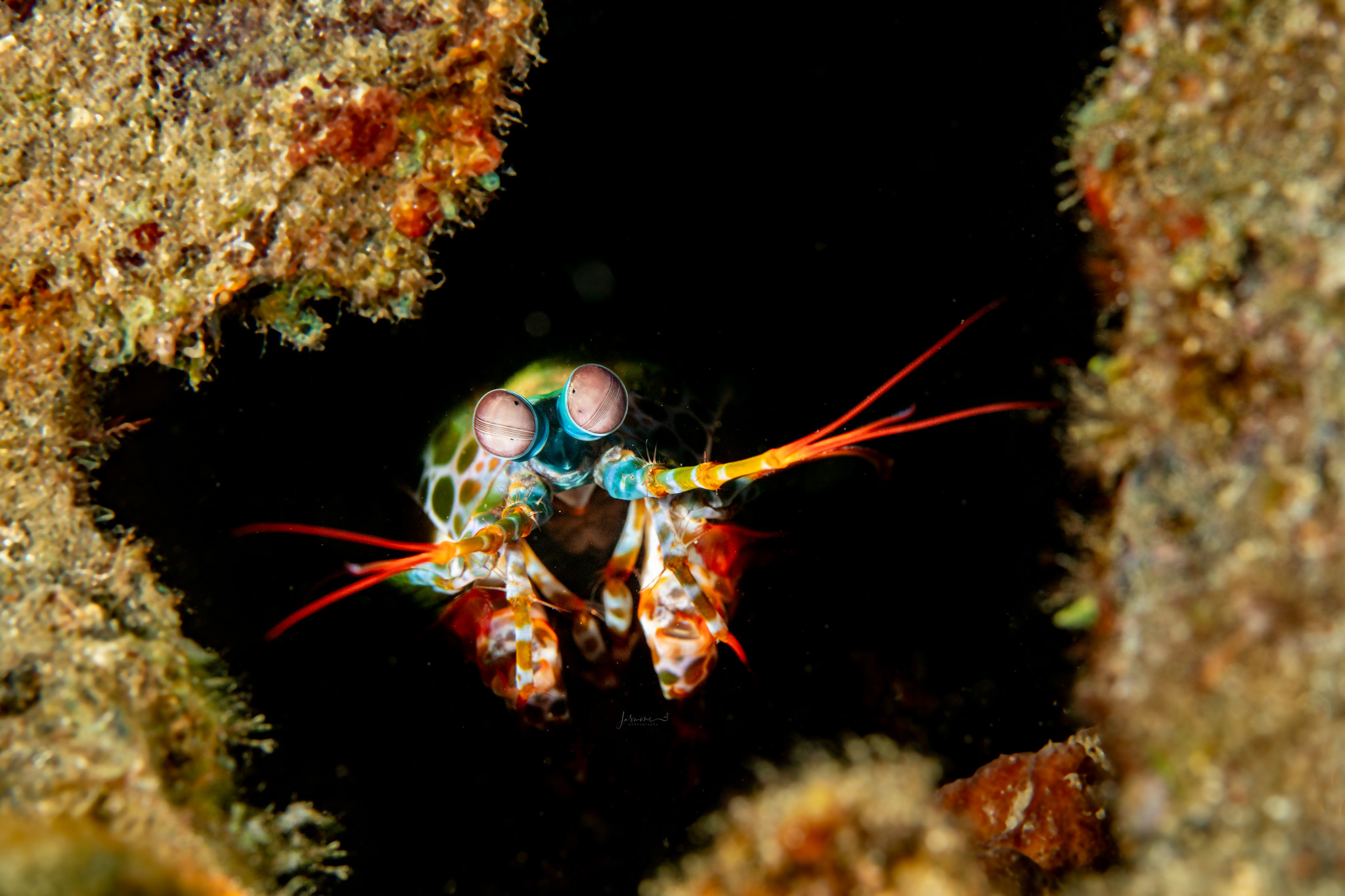 Peacock Mantis Shrimp, Solitude Acacia Resort image by Jasmine Carey @pxlexplorer