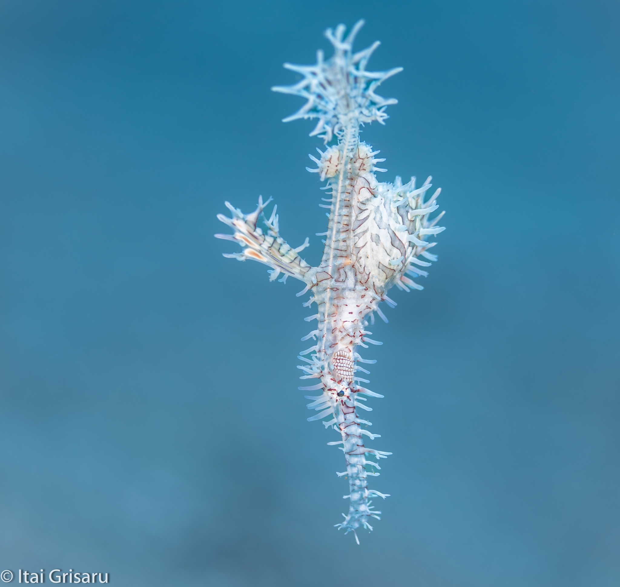 Solitude Acacia Resort, Ornate Ghost Pipefish