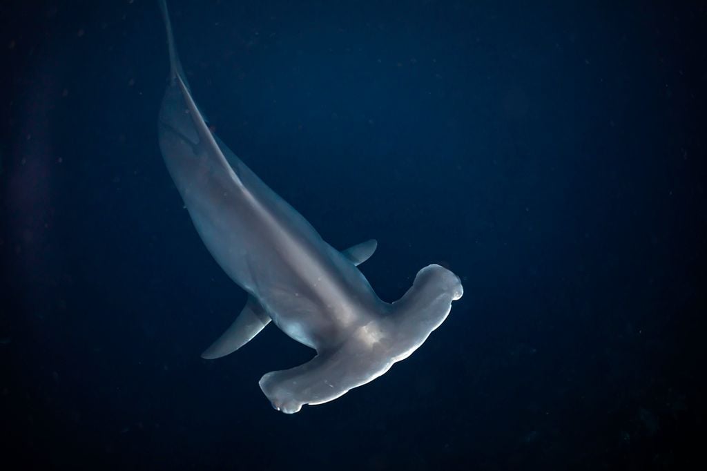 Hammerhead shark viewed from below, gliding through deep blue open water of the Banda Sea