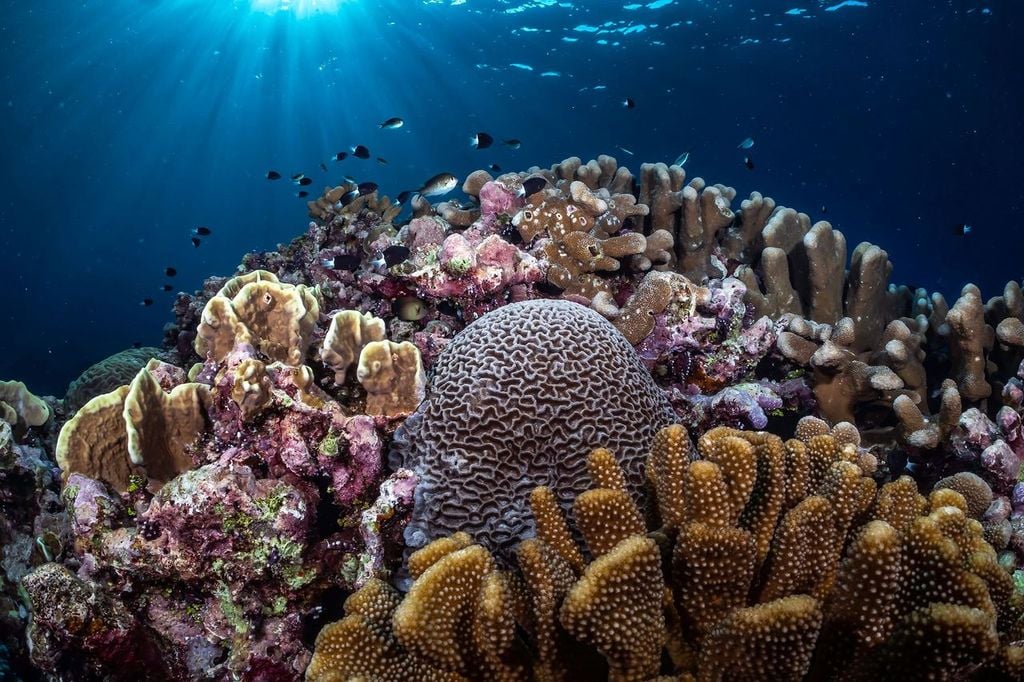 Healthy coral reef scene with brain coral and branching hard corals in the foreground, small reef fish swimming above, and sun rays filtering through clear blue tropical water