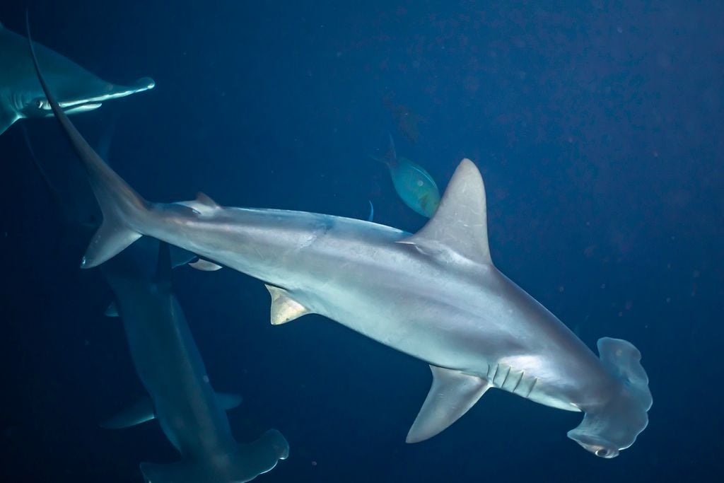 Scalloped hammerhead shark swimming in the Banda Sea, with two other hammerheads visible in the background during a night dive