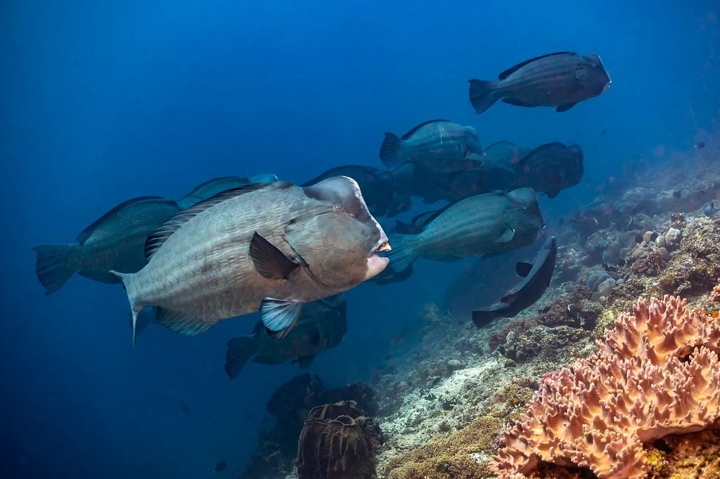 School of large bumphead parrotfish swimming along a coral reef slope, with orange soft corals in the foreground and clear blue ocean water in the background