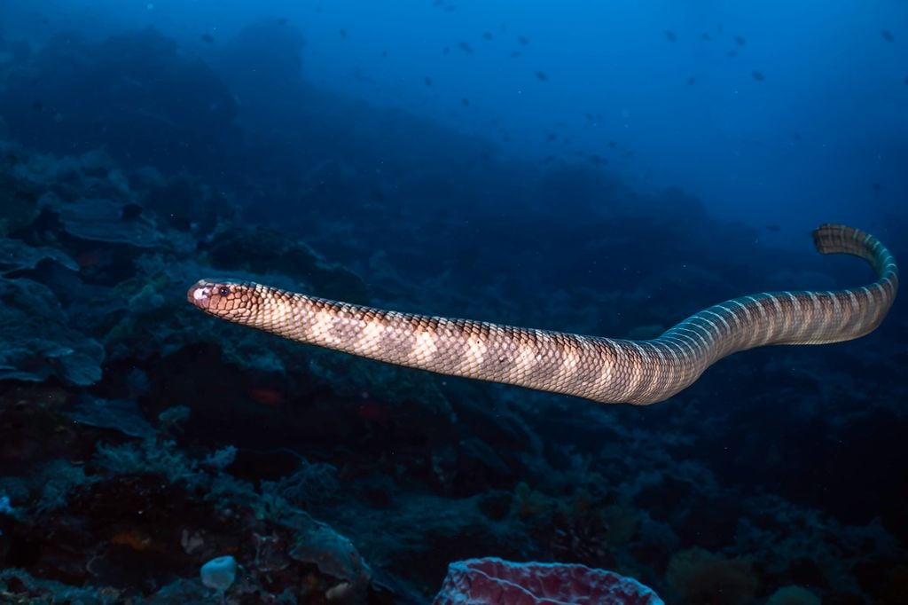 Sea snake swimming over a coral reef slope around Manuk Island, with its long, slender body fully extended against a deep ocean backdrop