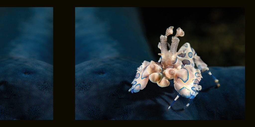 Harlequin Shrimp