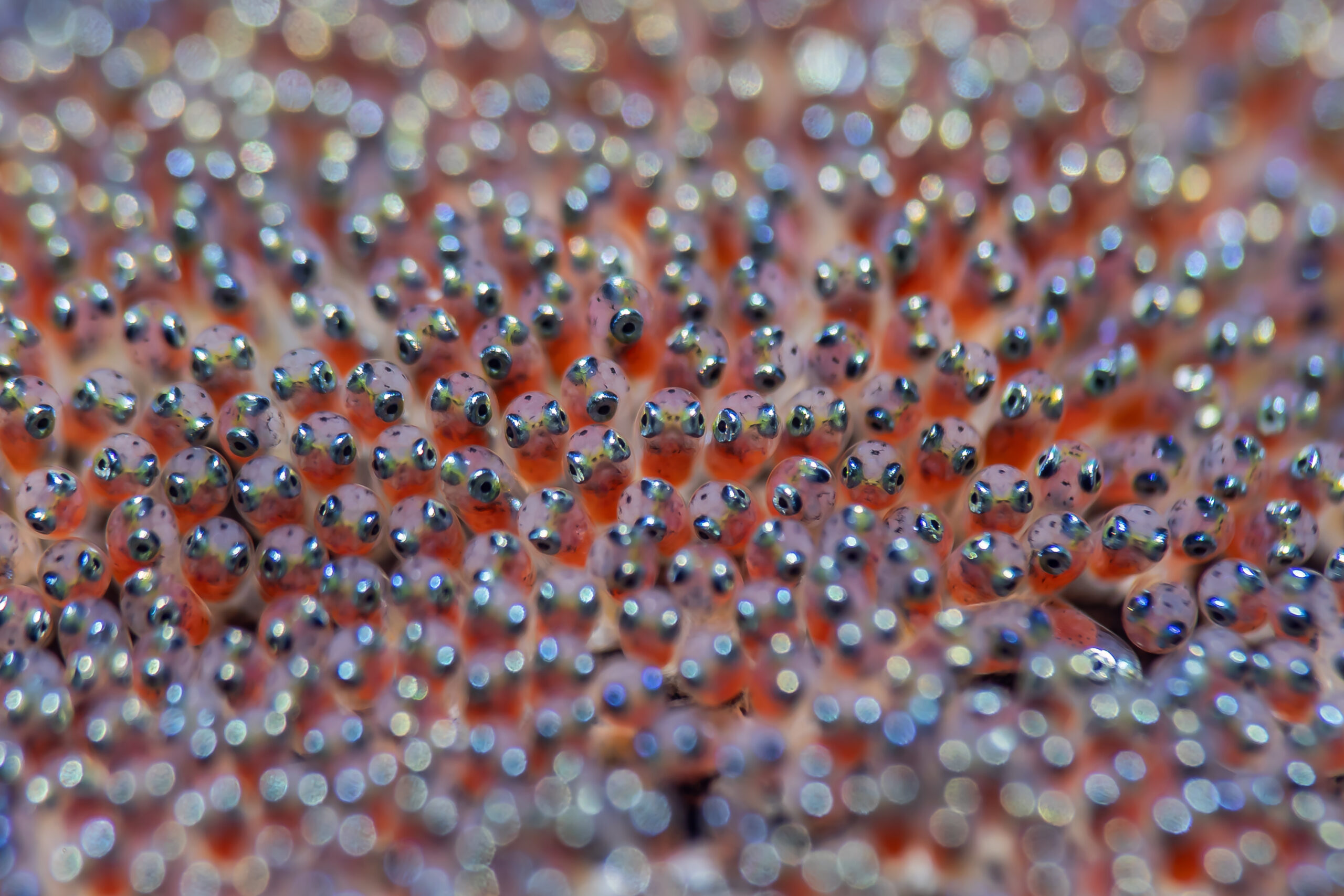 Be Inspired, Traditional Macro: Patrick Neumann, Real Focus 2026