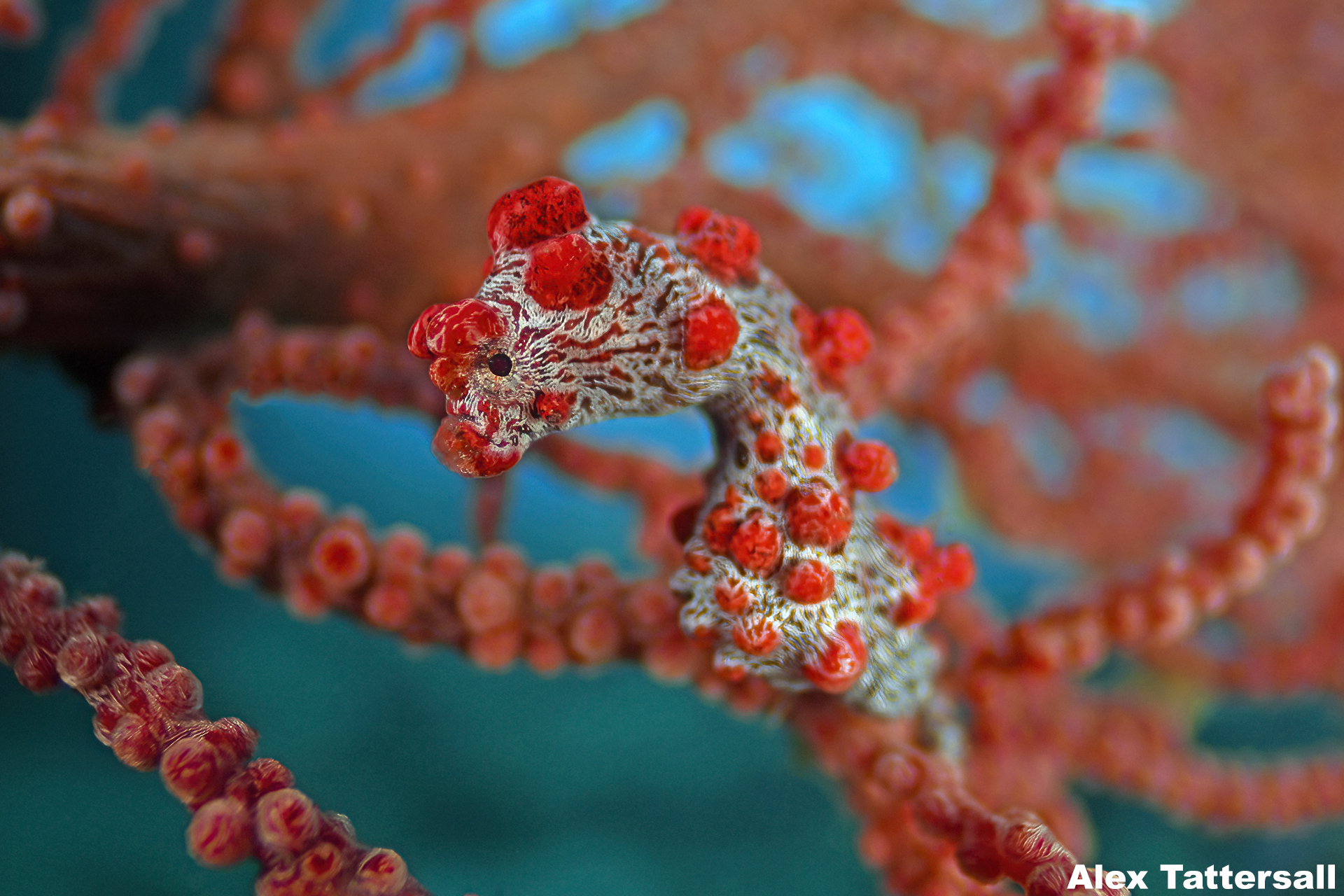 get-to-know-the-pygmy-seahorse-a-macro-diving-delight