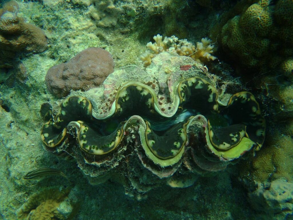 Giant clam
