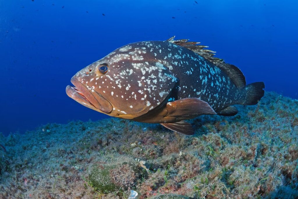 Grouper fish