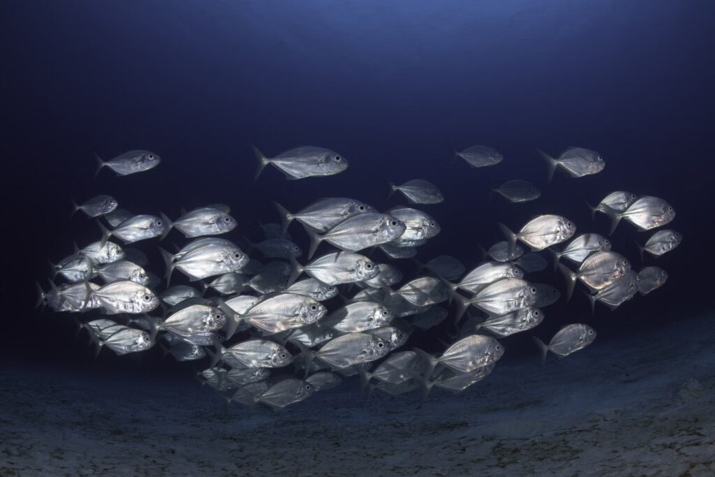 School of trevally