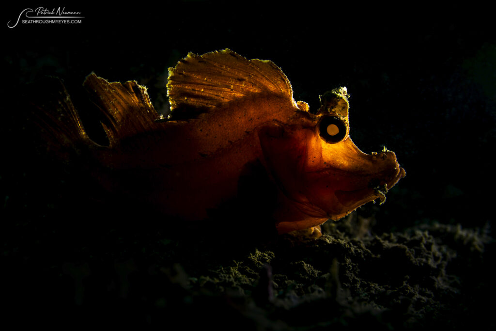 Backlight