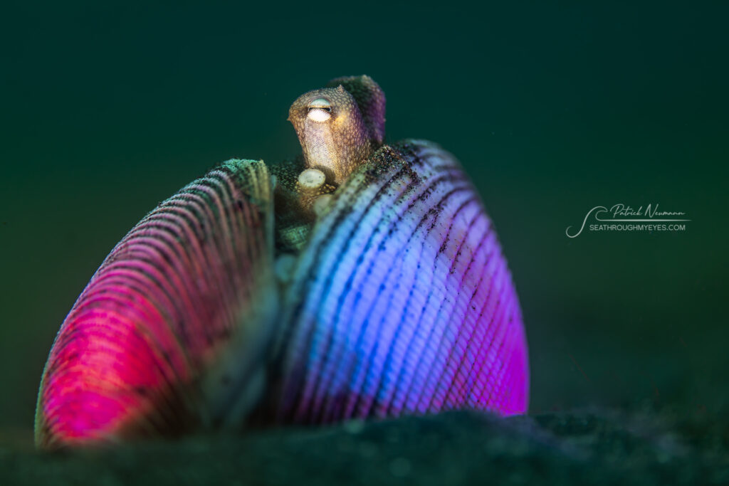 Colour lights and snoot torch
