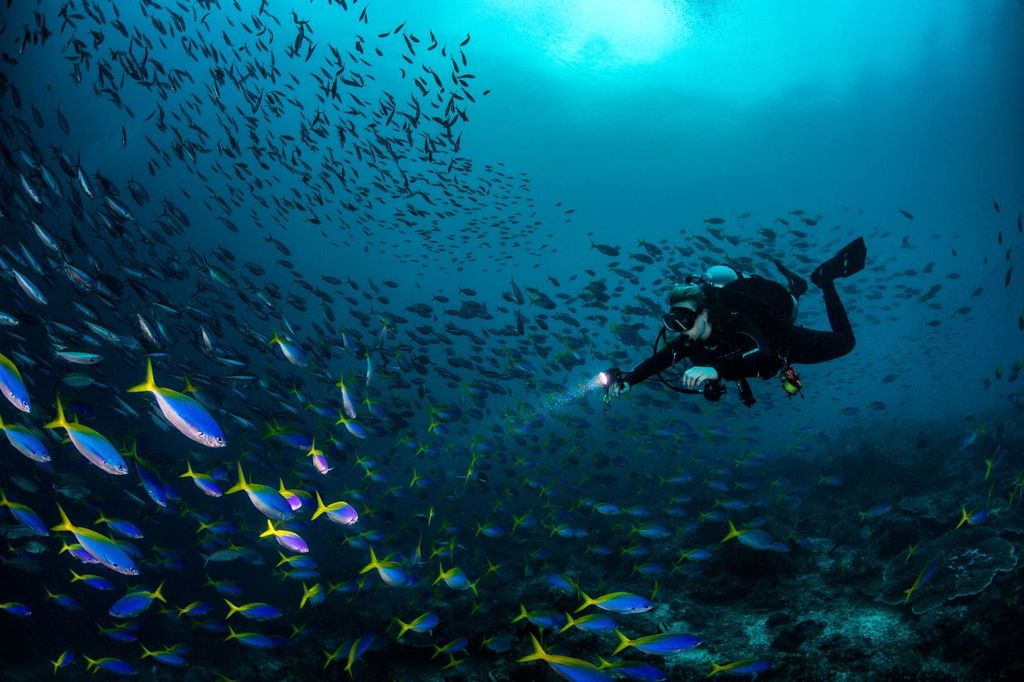 Scuba diving around a school of fusiliers