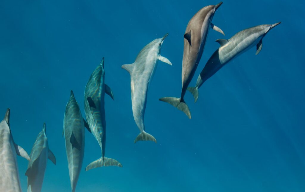 Molokini crater dolphins