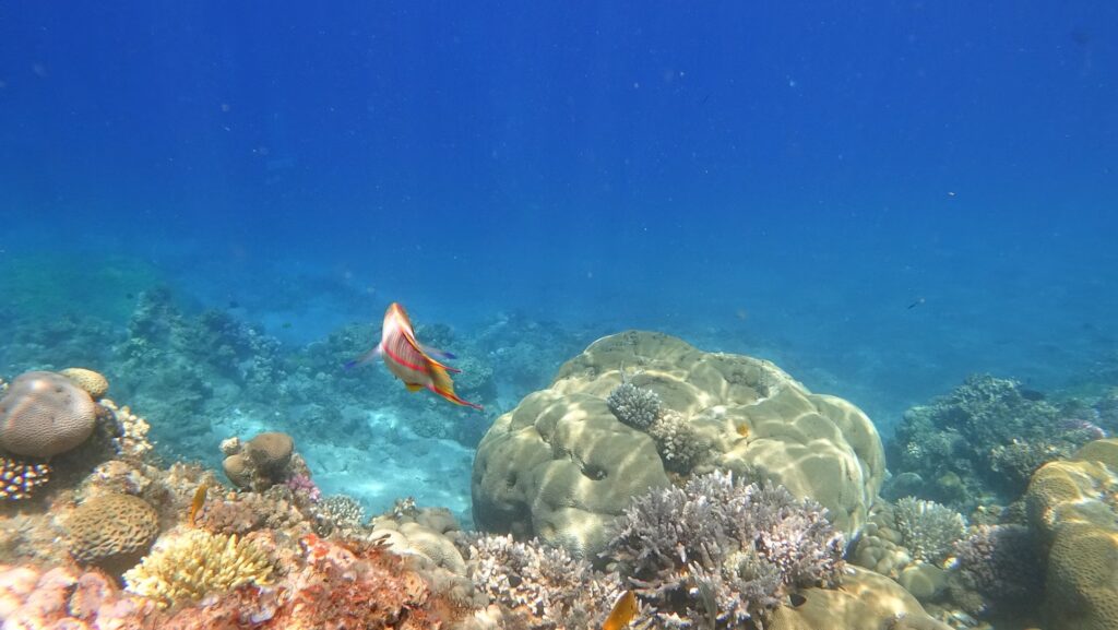 Red sea diving egypt