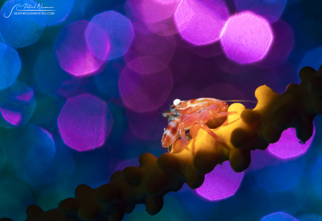 Bubble bokeh