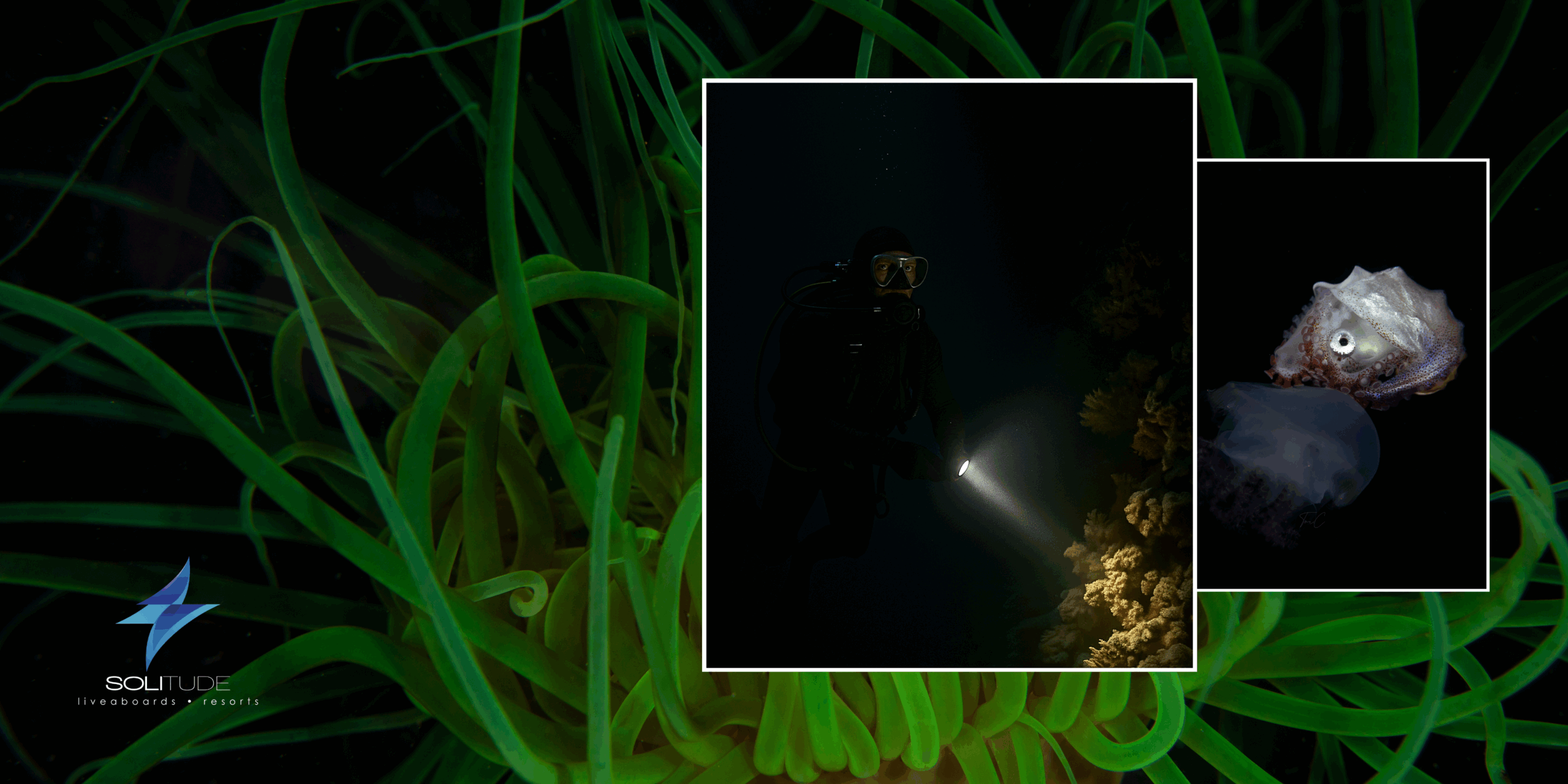 202507 dnw night dives
