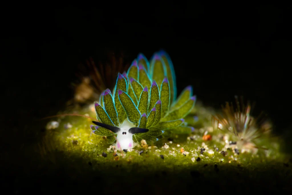 A green-cerata Costasiella kuroshimae sea slug, glowing with blue and purple edges. Taken by Patrick Neumann.