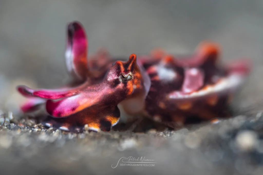 Flamboyant cuttlefish displaying vibrant colors as it crawls on the sand. Photo by Patrick Neumann.