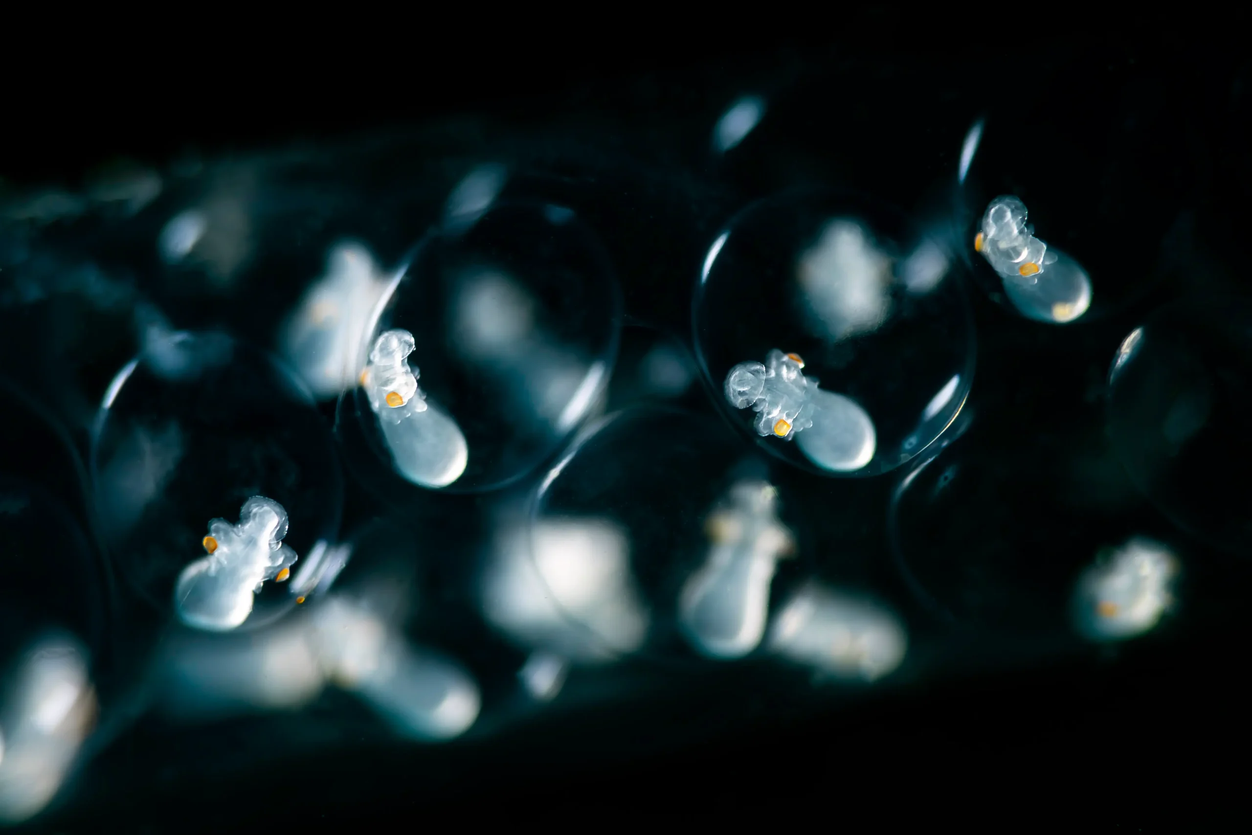 bearbeitet kopie - lembeh