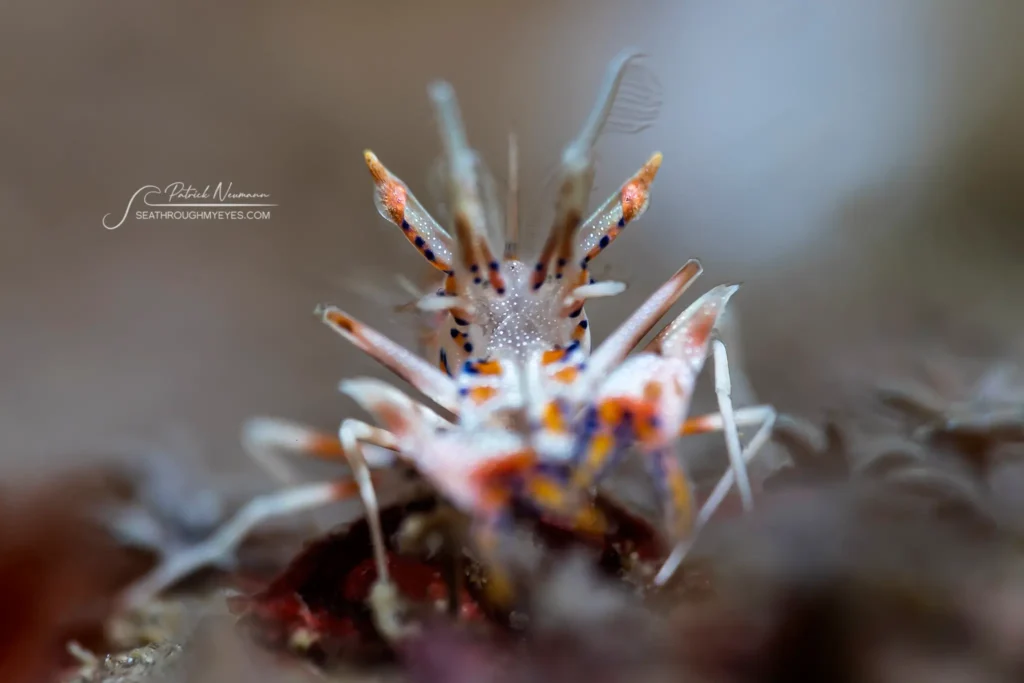 Harlequin shrimp (Hymenocera picta) with vibrant orange, purple, and white markings, captured in sharp detail while interacting with a mate. Macro underwater photograph by Patrick Neumann.