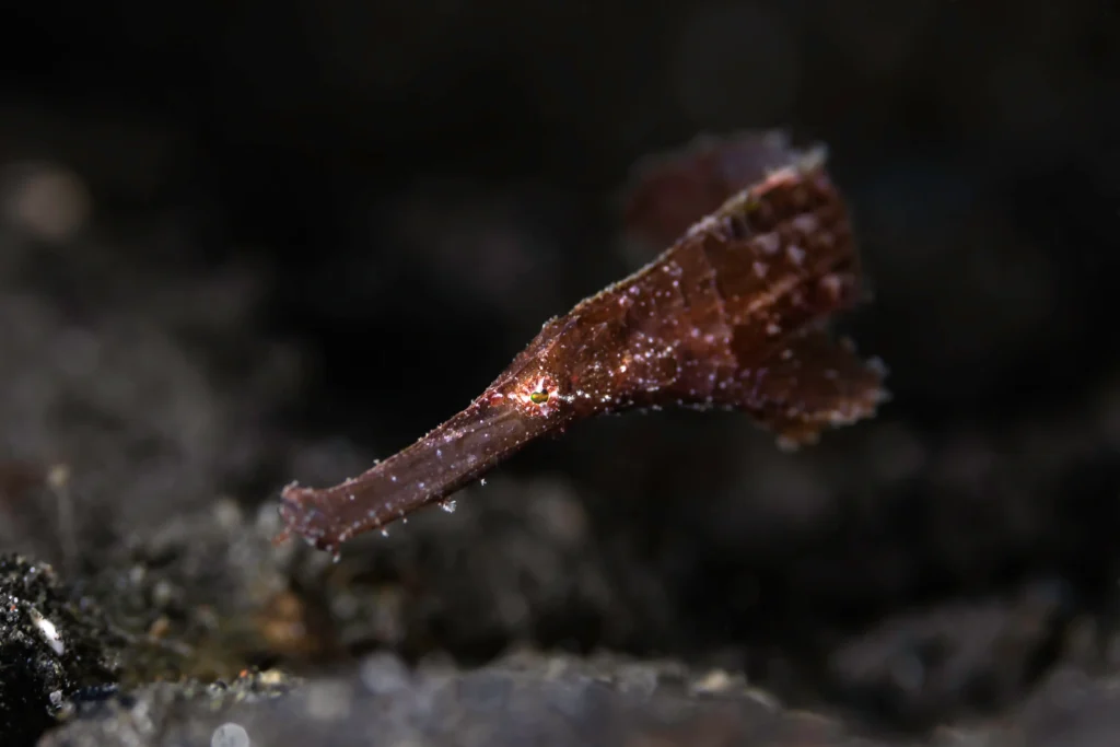 A cryptic robust ghost pipefish camouflaged in the sand. Photo by Patrick Neumann.