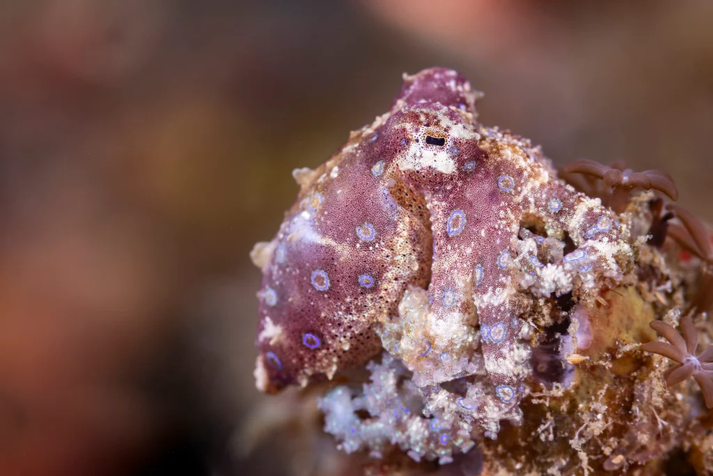 A well-camouflaged blue-ringed octopus with visible iridescent rings. Captured by Patrick Neumann.