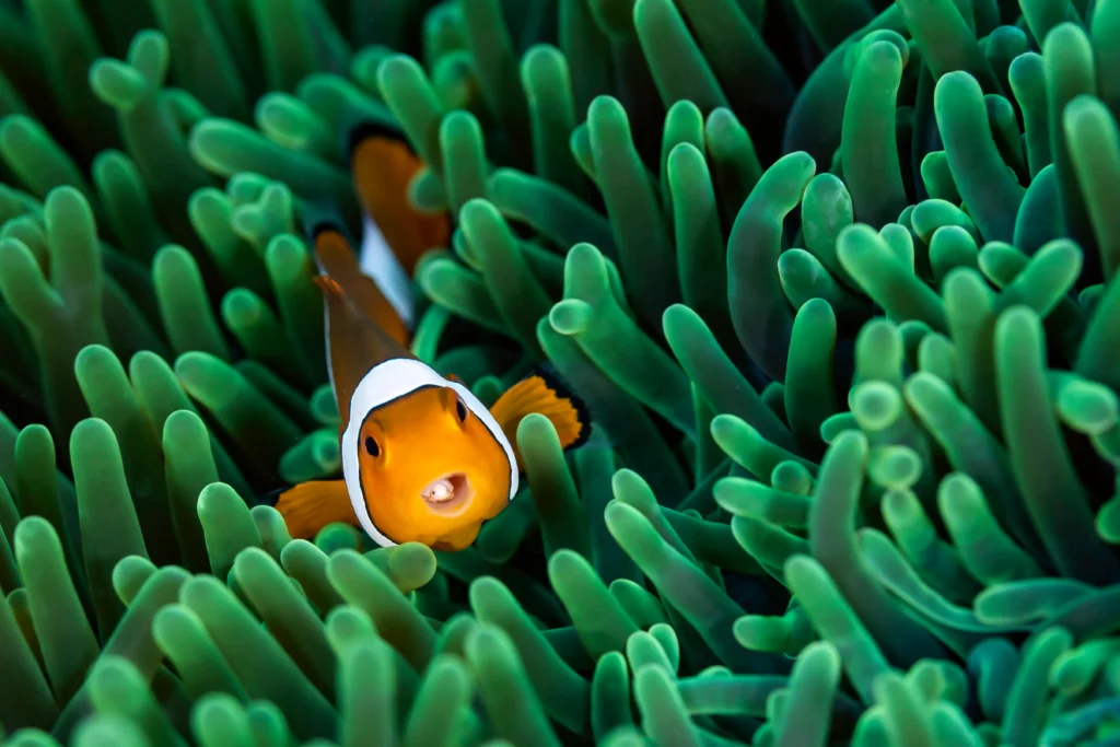 clownfish - lembeh