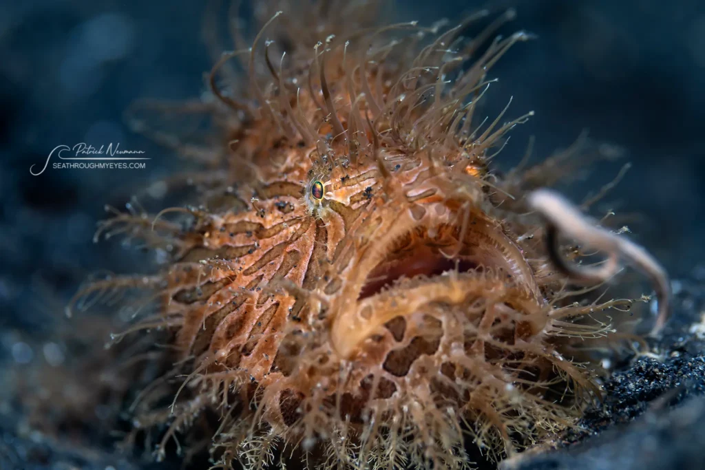 Hairy frogfish blending into its environment with camouflaged filaments. Underwater macro by Patrick Neumann.
