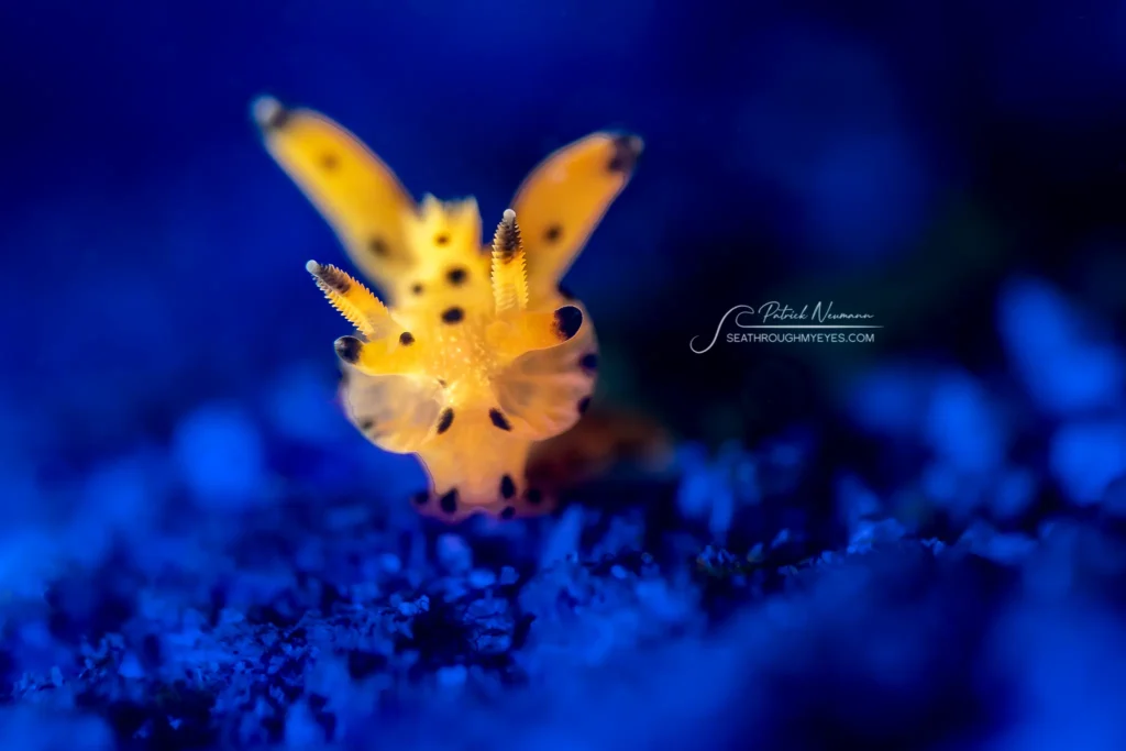 Close-up of a yellow Thecacera pacifica, nicknamed Pikachu nudibranch. Macro image by Patrick Neumann.