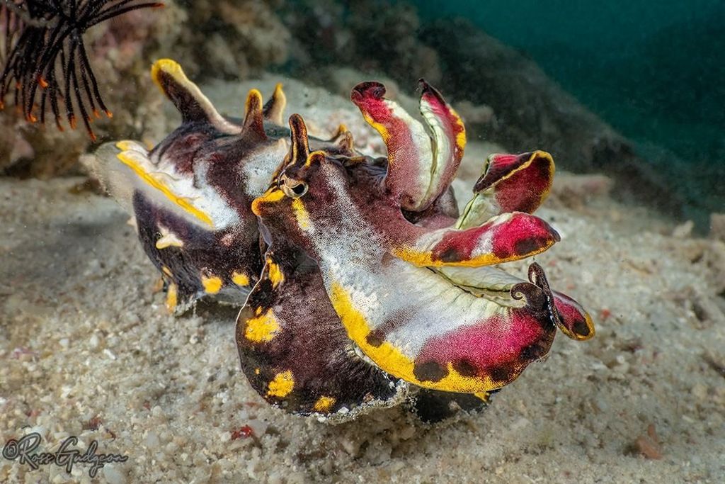Brown flamboyant cuttlefish
