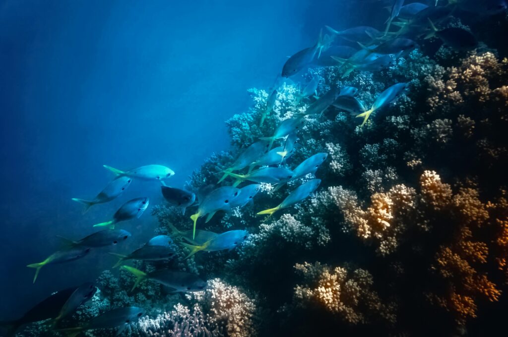 Diving in northern australia