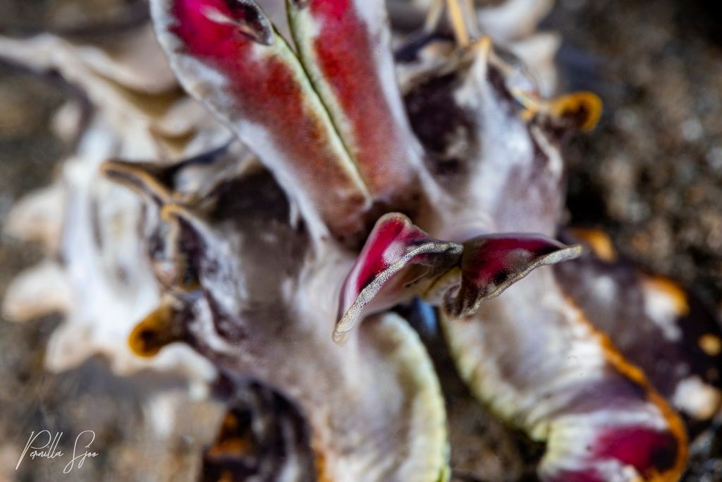 Flamboyant cuttlefish on seabed