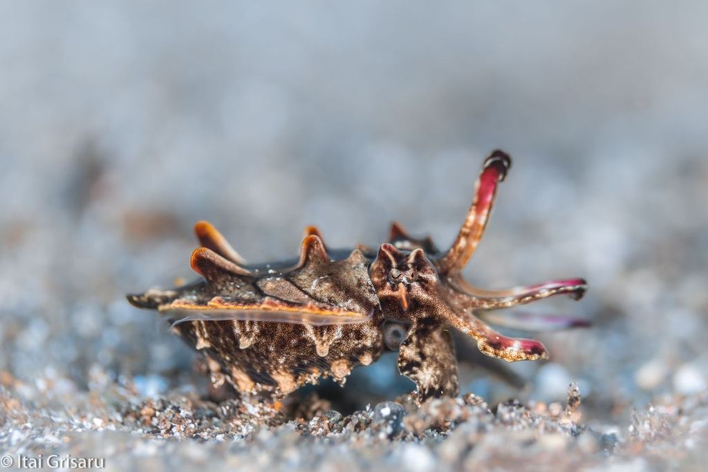 Flamboyant cuttlefish walking on seafloor