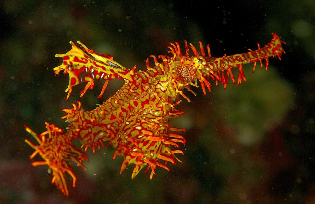 Ornate ghost pipefish in lembeh strait indonesia