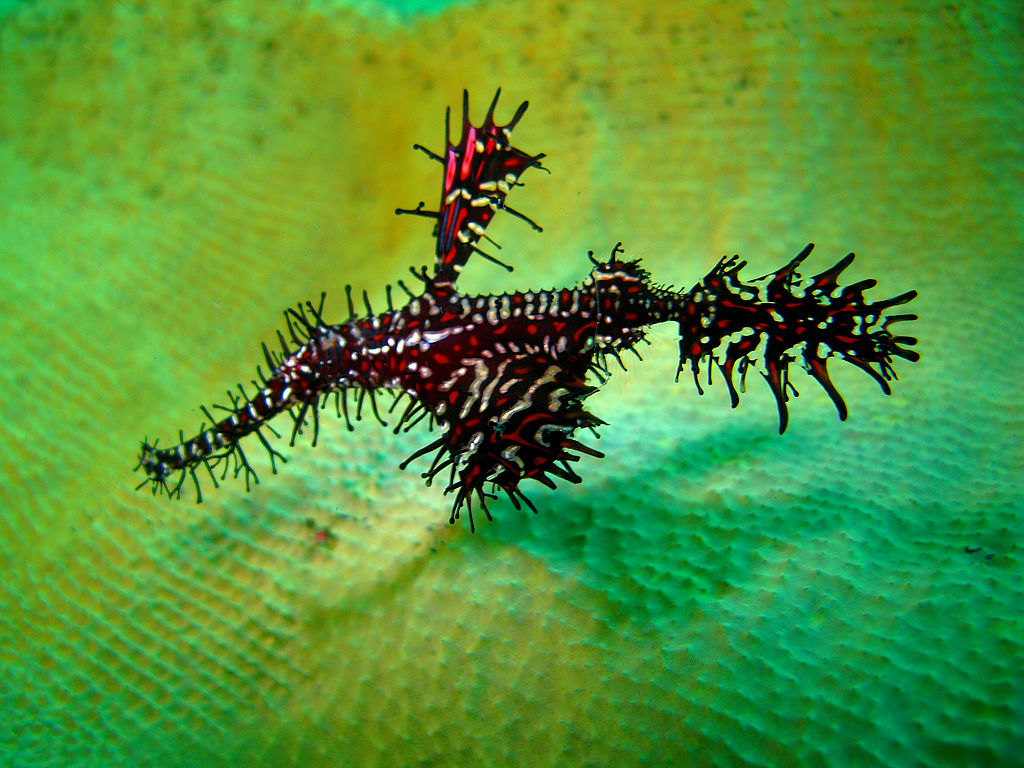 Ornate ghost pipefish in lembeh