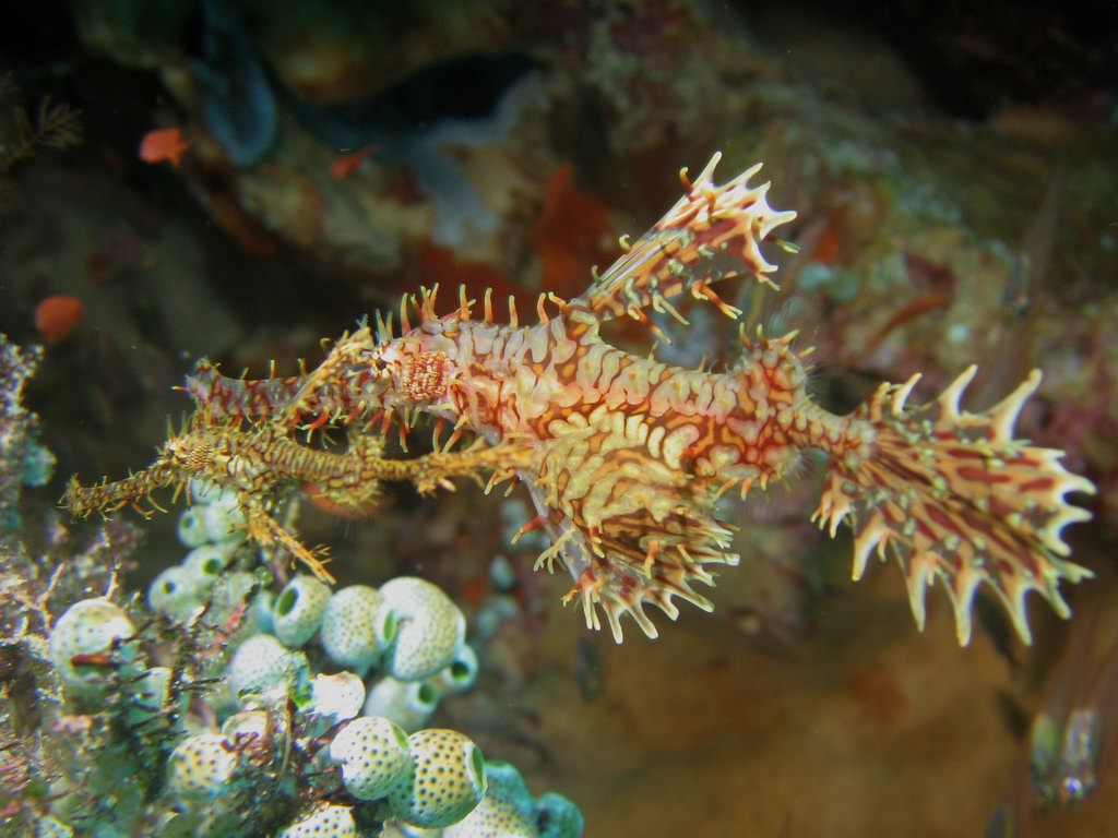 Solenostomus paradoxus ornate ghost pipefish