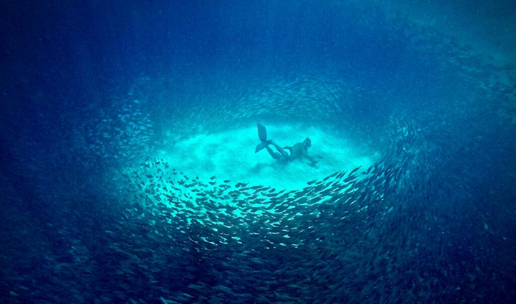 sardine run