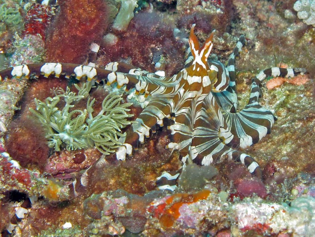 Wonderpus octopus in Komodo Island