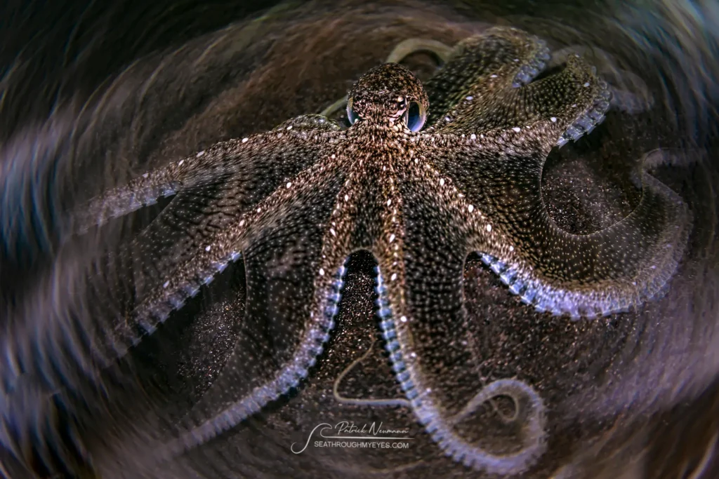 mimic octopus