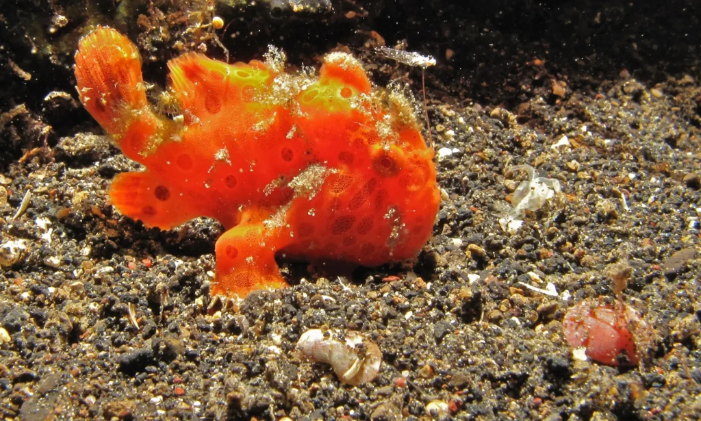 2560px painted frogfish (antennarius pictus) (8462531298)