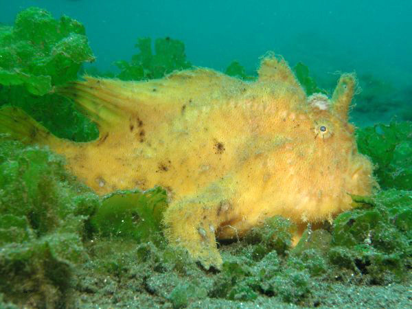 Antennarius hispidus 2