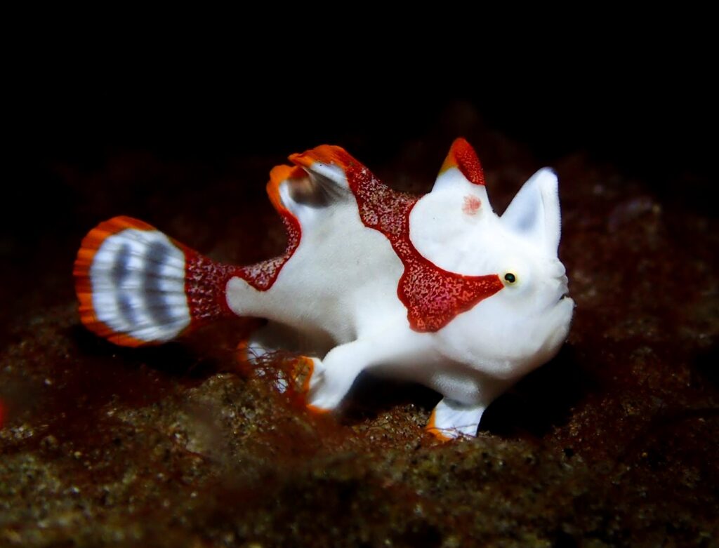 Antennarius maculatus (desjardins, 1840) 2283129219