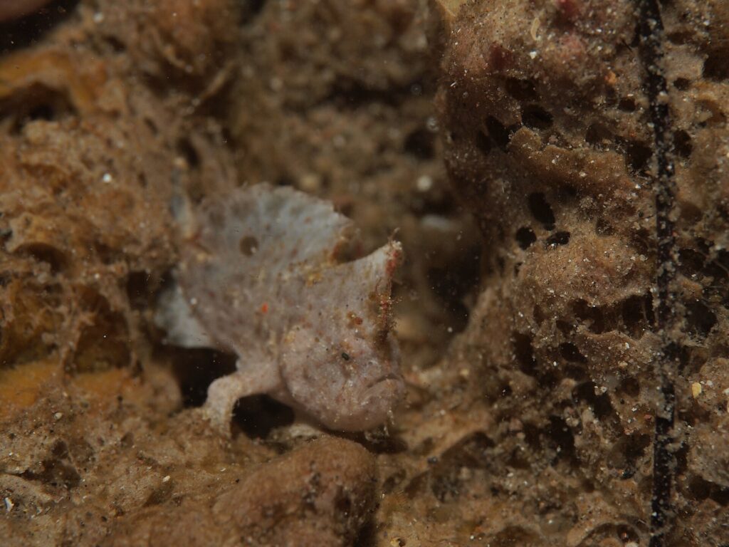 randalls frogfish