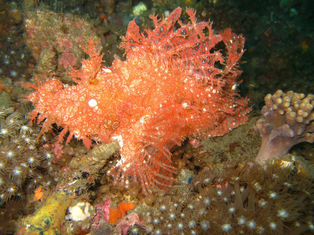 Rhinopias frondosa2