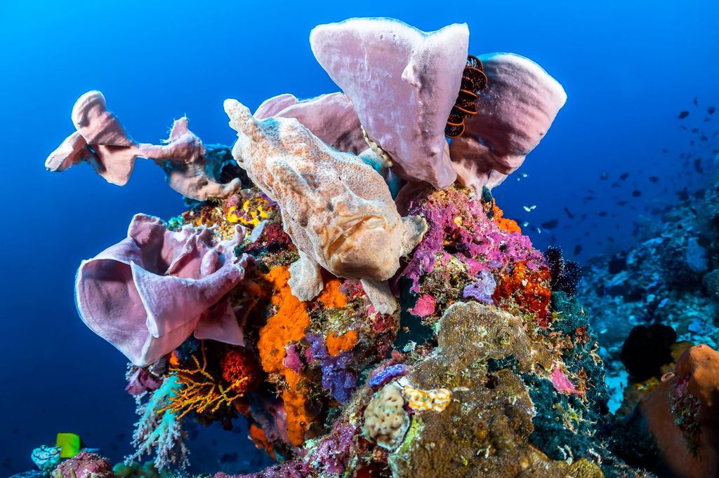 Well-camouflaged giant frogfish blending into vibrant sponges and corals in the biodiverse underwater landscape of Lembeh Strait, Indonesia.